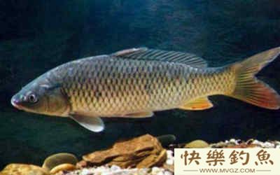 夏季钓大青鱼的5大技巧(图1)