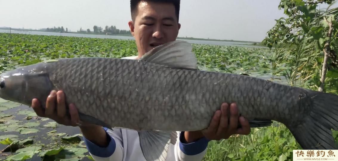 黑坑青鱼在里面怎么办？黑坑青鱼如何钓的更远(图1)