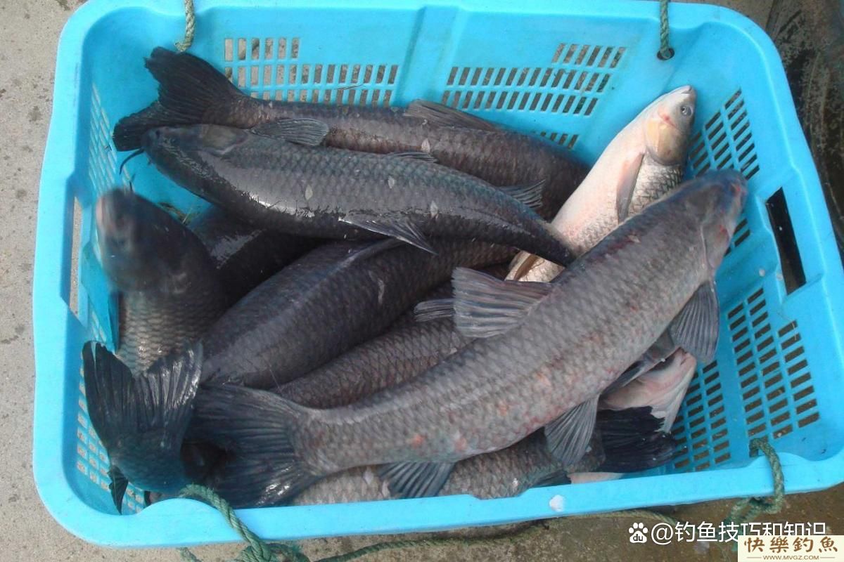 初春如何钓青鱼？初春钓青鱼的4个小妙招(图5)