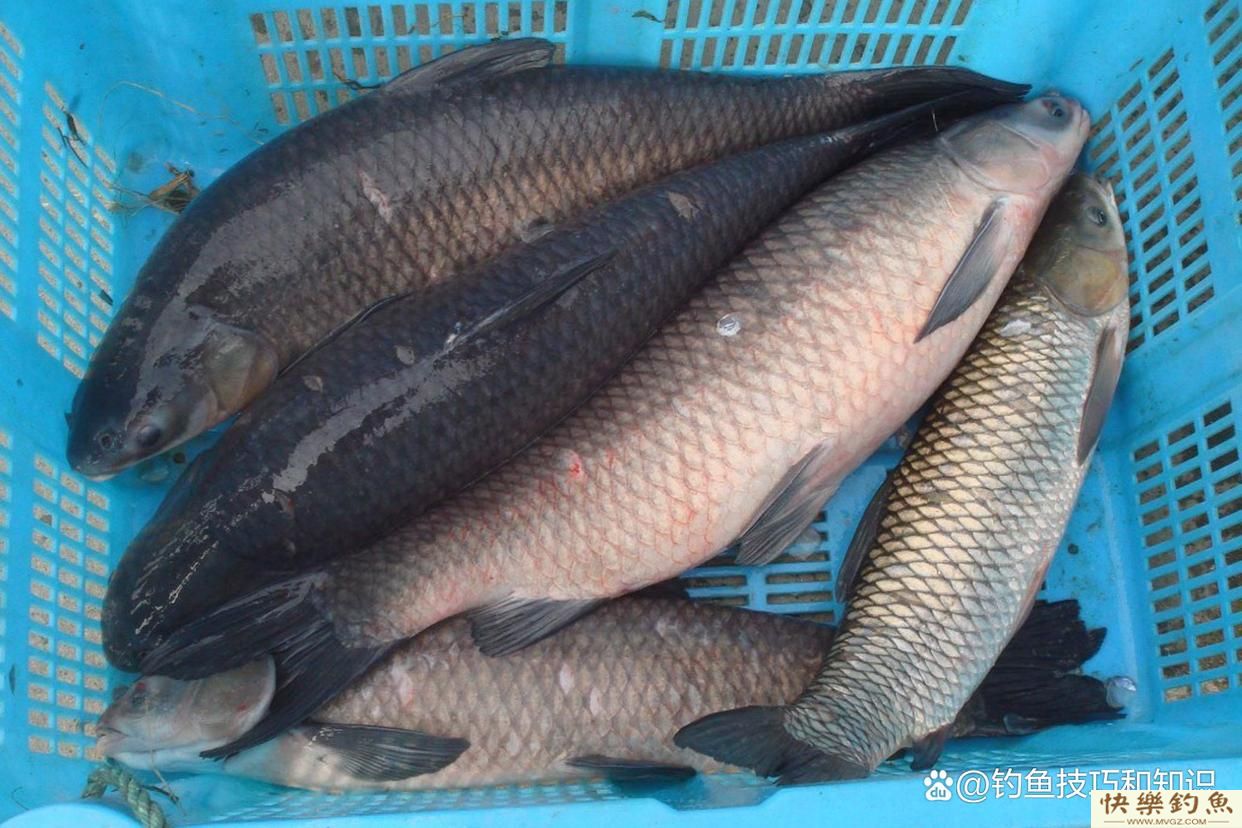冬天怎样钓青鱼？关键是寻找鱼窝、鱼饵味型和打窝技巧(图5)