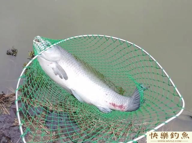 垂钓青鱼,如何用好小钩细线(图2) 垂钓青鱼,如何用好小钩细线(图2)