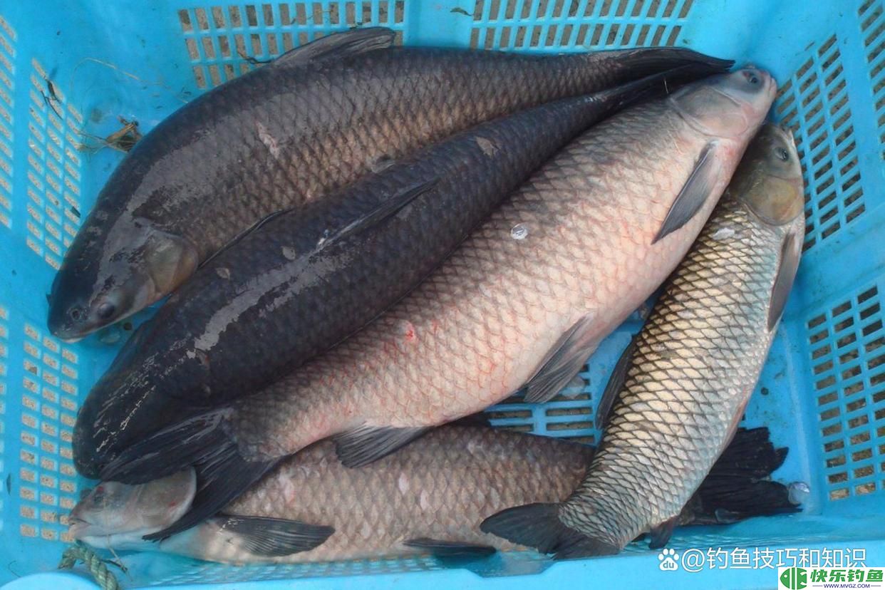 冬天钓青鱼,鱼饵的味型和穿透力更重要,冬钓青鱼的用饵思路(图5) 冬天钓青鱼,鱼饵的味型和穿透力更重要,冬钓青鱼的用饵思路(图5)