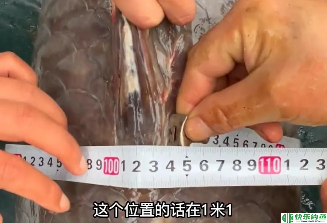 1.73米长，1.05米粗的青鱼有多重？钓友花5万8买回家，结果亏惨了(图8)