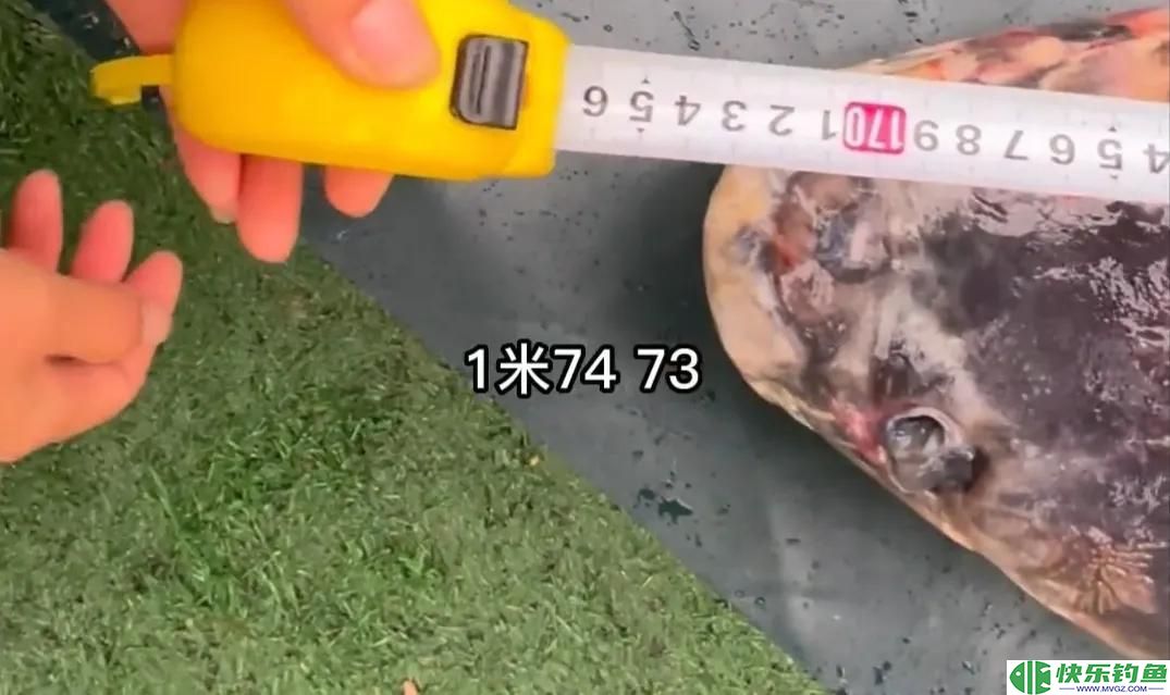 1.73米长，1.05米粗的青鱼有多重？钓友花5万8买回家，结果亏惨了(图7)
