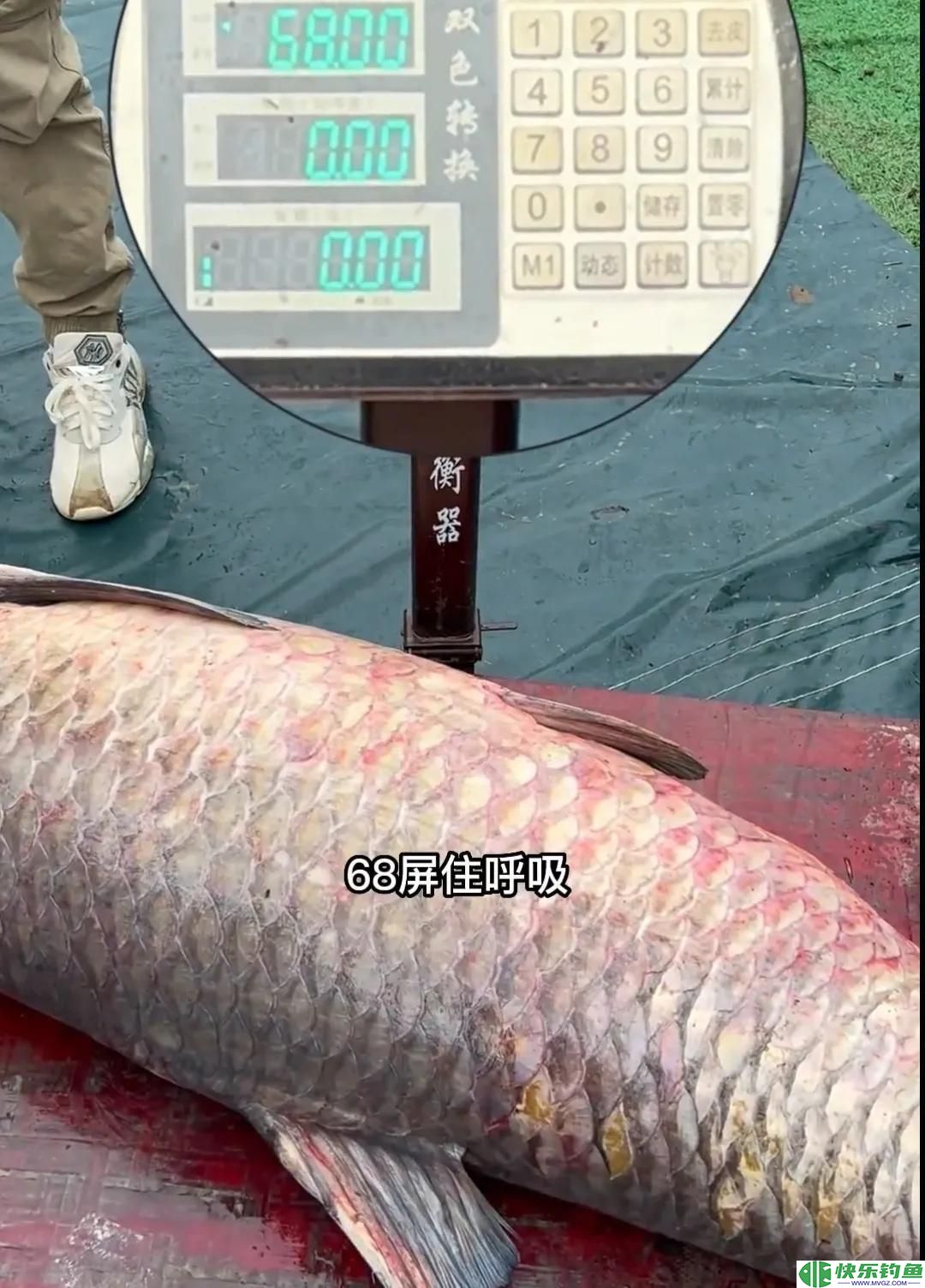 1.73米长，1.05米粗的青鱼有多重？钓友花5万8买回家，结果亏惨了(图10)