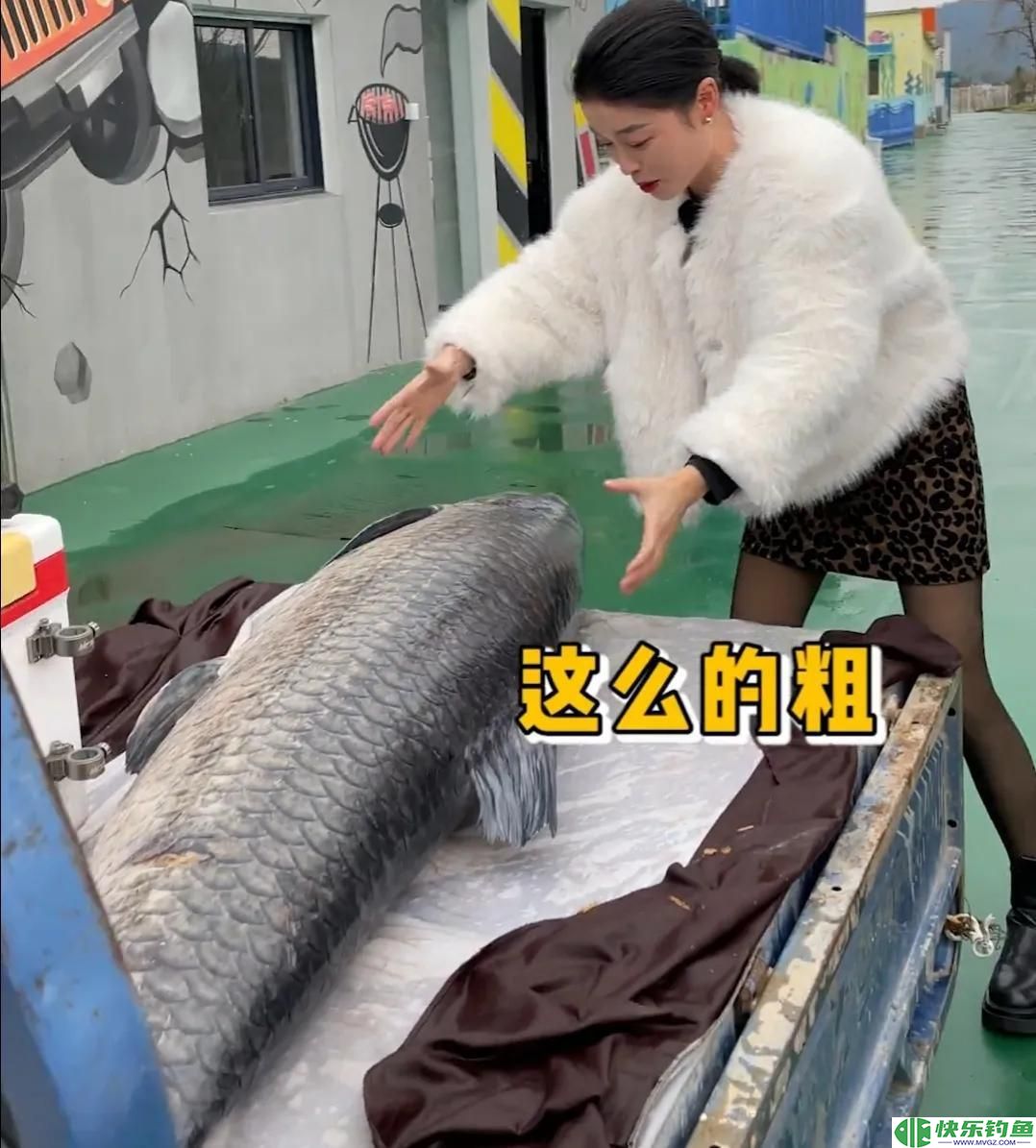 1.73米长，1.05米粗的青鱼有多重？钓友花5万8买回家，结果亏惨了(图13)