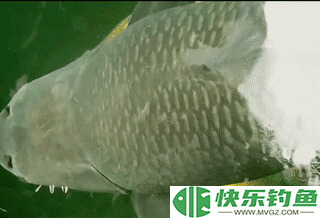1.73米长，1.05米粗的青鱼有多重？钓友花5万8买回家，结果亏惨了(图30)