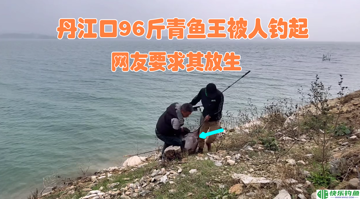 价值上万？男子在丹江口钓起“96斤青鱼王”，网友要求其放生(图1)