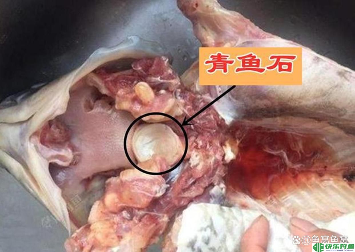 广东钓鱼人把钓获的青鱼养了20年，长到160斤，有人报价10万收购(图4)
