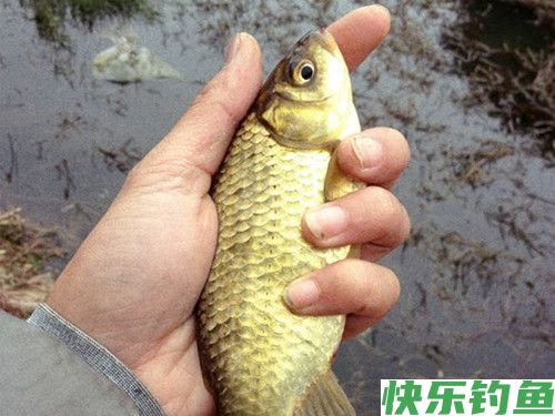 冬季野外传统钓法钓鲫鱼的技巧(图2)