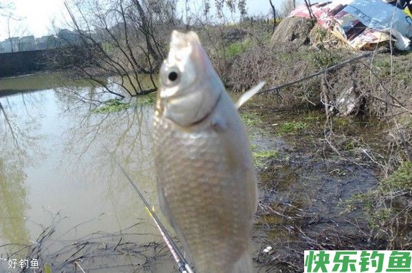 早春荒塘野钓鲫鱼的四个要点(图1)