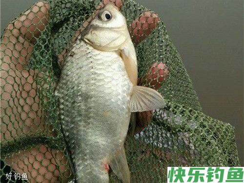 冬季野钓鲫鱼用饵也需随机应变(图2) 冬季野钓鲫鱼用饵也需随机应变(图2)