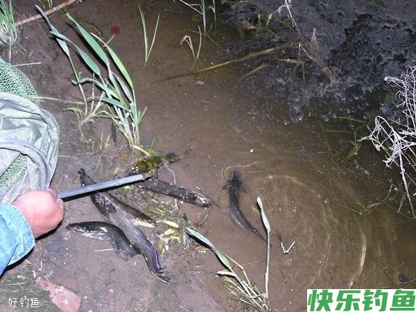 野钓鲶、黄颡鱼的实用性技巧攻略(图1)
