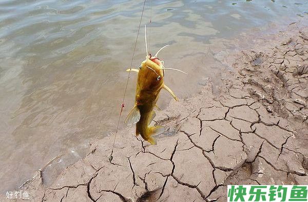 野钓鲶、黄颡鱼的实用性技巧攻略(图2)