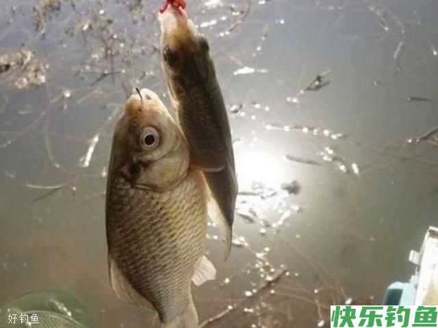 冬天用蚯蚓钓鲫鱼的小细节(图1) 冬天用蚯蚓钓鲫鱼的小细节(图1)