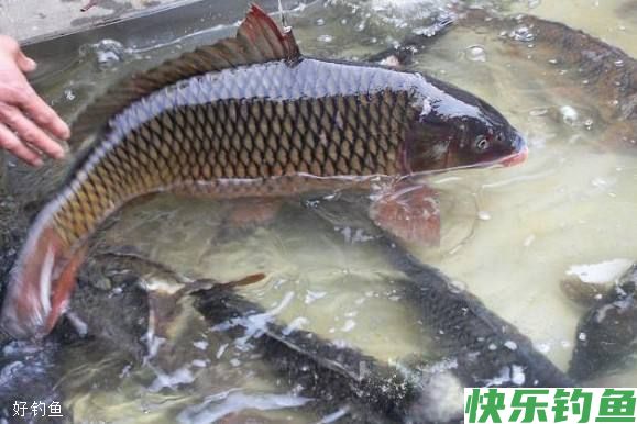 自制钓鲫鱼鲤鱼的饵料配方，超好用(图1)