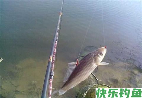 自制面粉钓鲫鱼饵料的方法(图2) 自制面粉钓鲫鱼饵料的方法(图2)