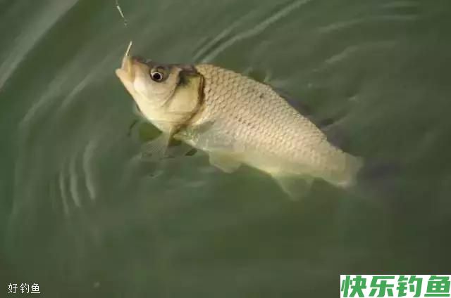饵料搭配学的好，大鲫大鲤少不了(图2)