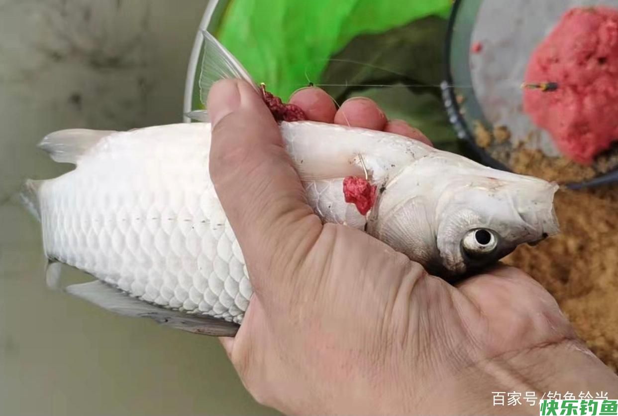 钓鲫鱼应该怎样打窝？有什么技巧？掌握这些技巧后钓鲫鱼并不难！(图1)