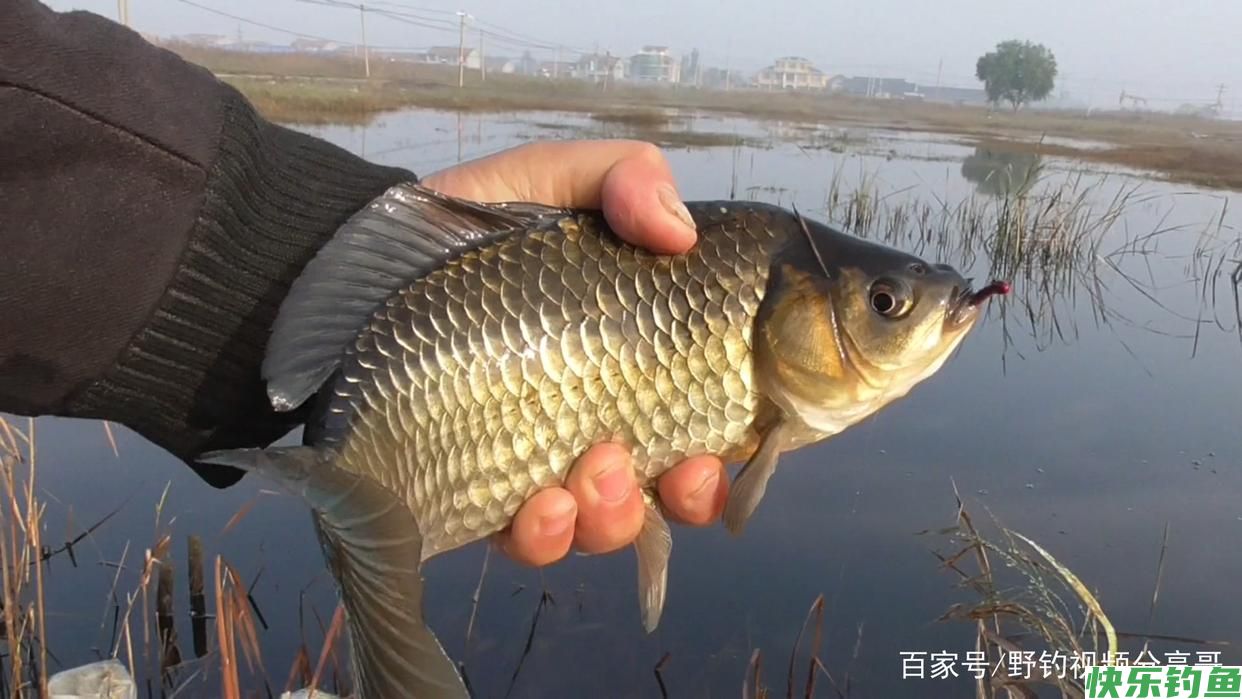 钓鲫鱼必须注意的几点，你就能比别人钓的多(图1)