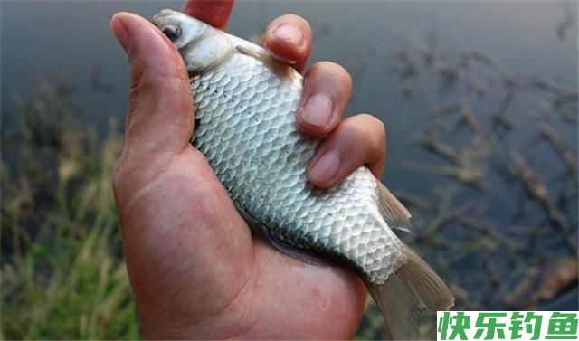 鲫鱼怎么钓？掌握这4个技巧，钓多少你来定(图1)