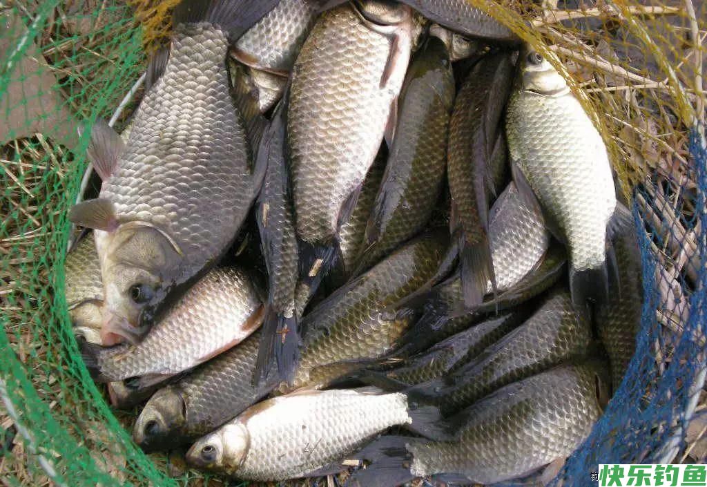 鲫鱼怎么钓？掌握这4个技巧，钓多少你来定(图3)