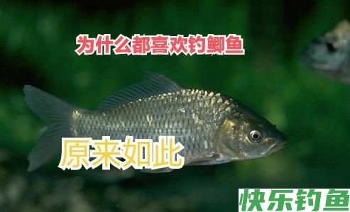 为什么有那么多人喜欢钓鲫鱼(图1)