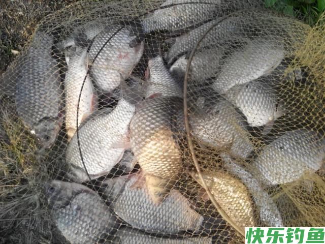 黑坑钓鲫鱼5大“爆护”技巧（强烈推荐）(图3)