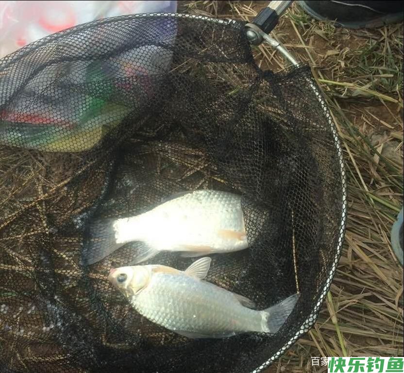 野钓鲫鱼该调几钓几？三种方案应对所有鱼情，这套思路钓王都在用(图3)