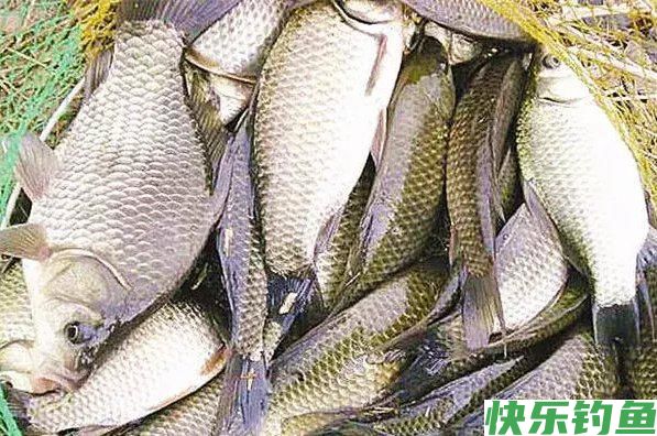 野钓经验谈之四 鲫鱼最爱吃的饵料 别担心你我都有(图7)
