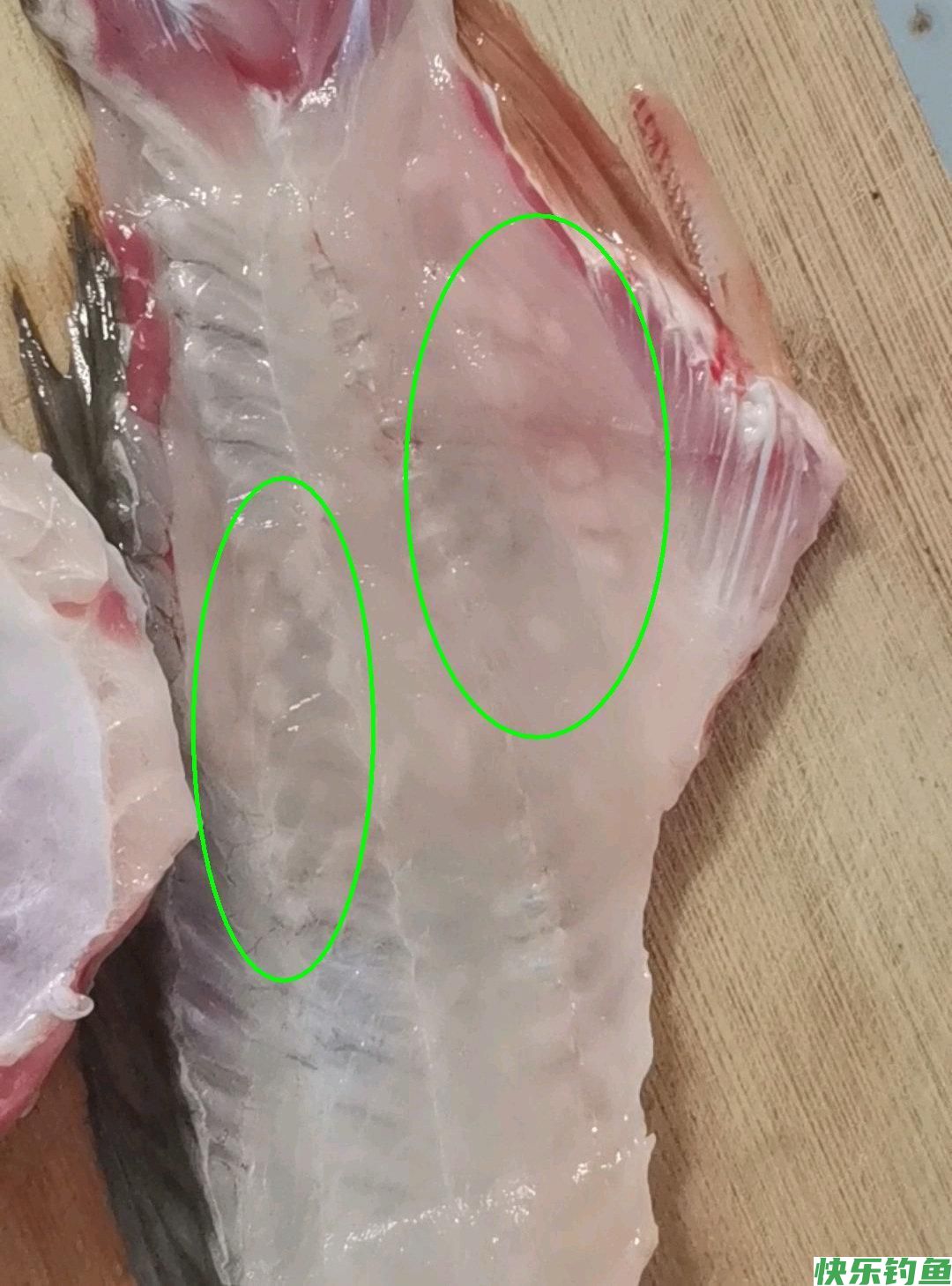 广州男子钓了条大鲫鱼，鱼肉里有许多白点，男子犹豫：这能吃吗？(图4)