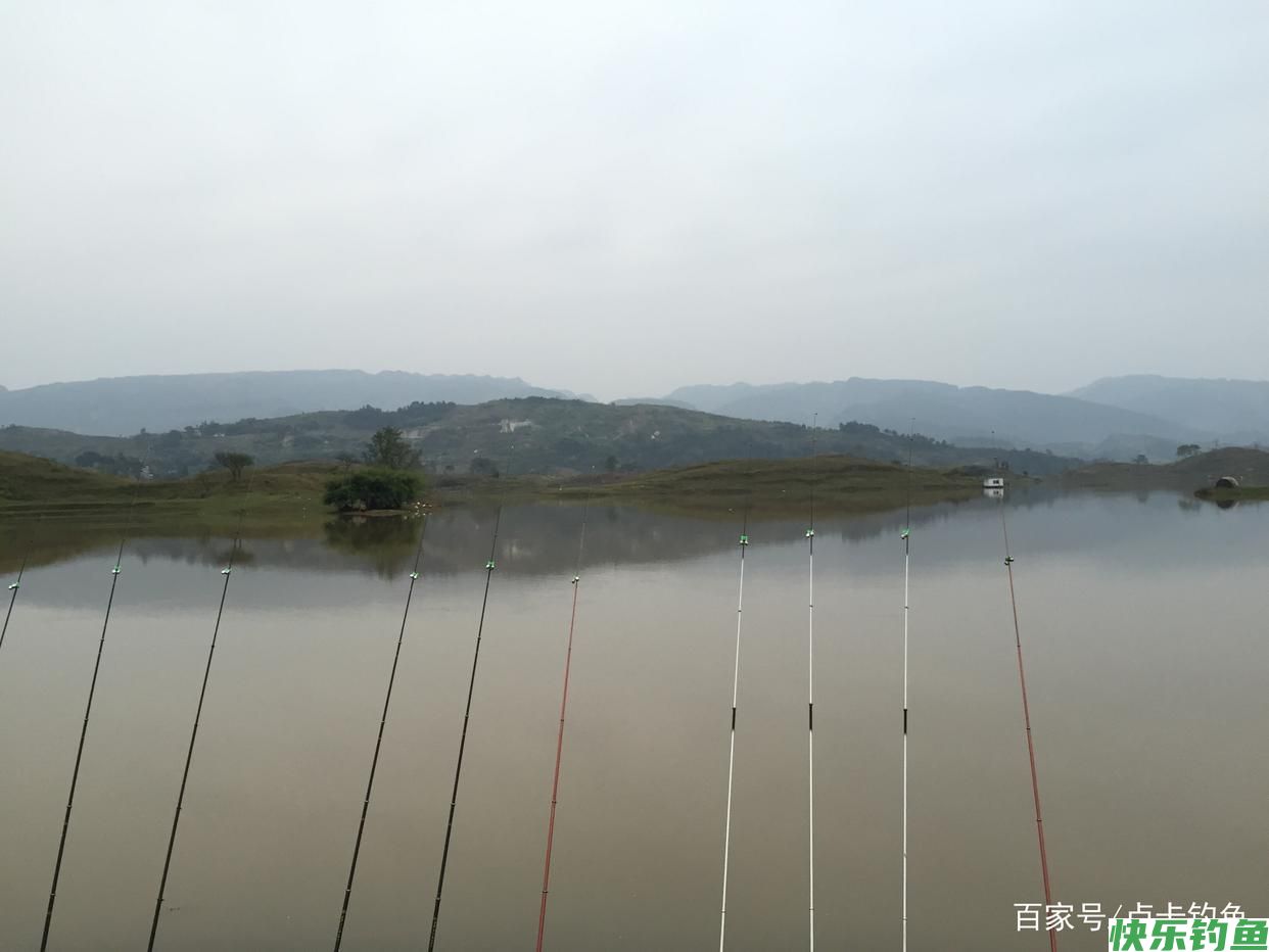 钓鲫鱼用什么饵料好？分清这几点不空军(图3)