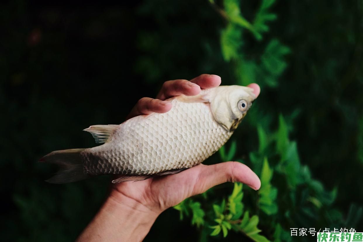 钓鲫鱼用什么饵料好？分清这几点不空军(图1)