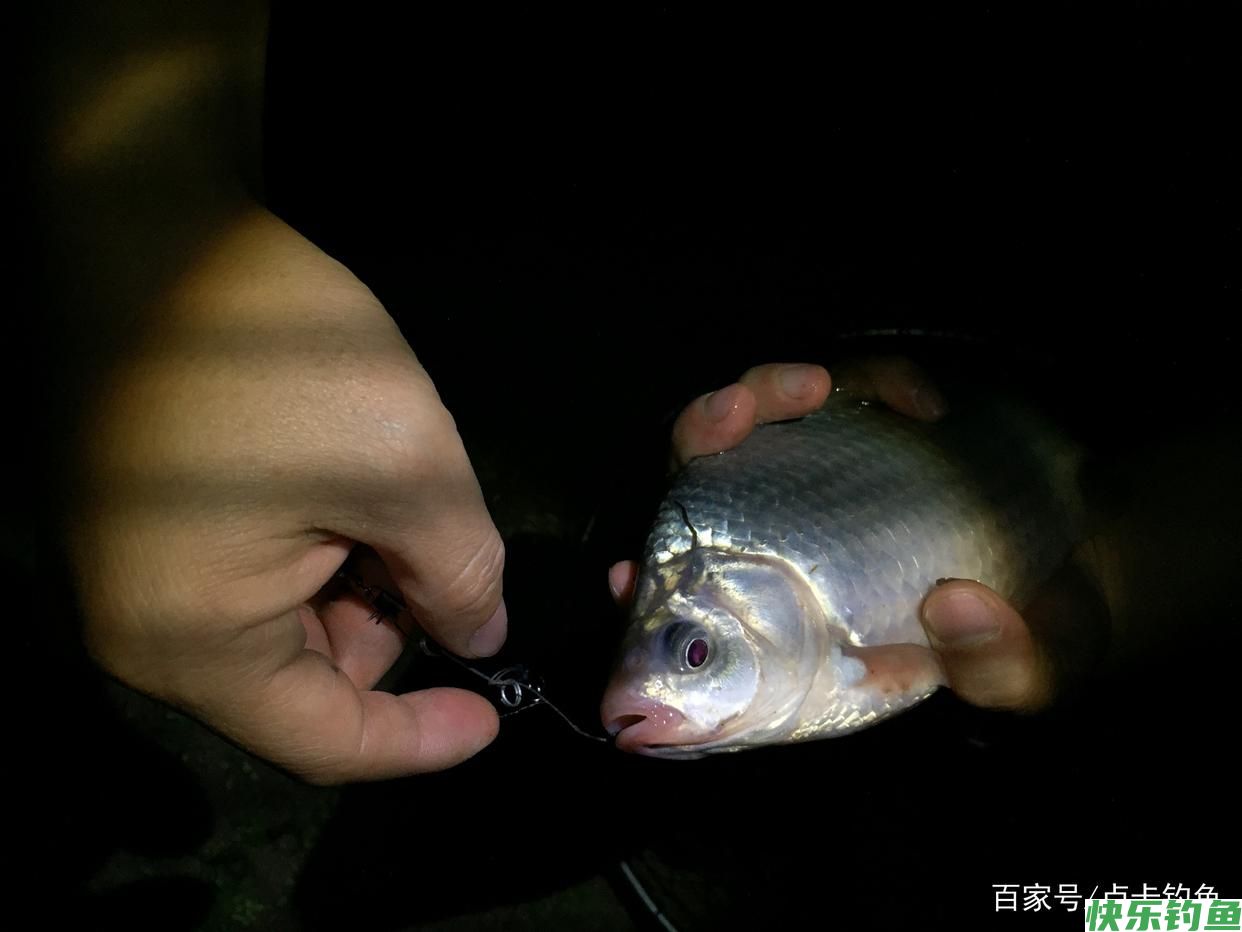 钓鲫鱼用什么饵料好？分清这几点不空军(图4)