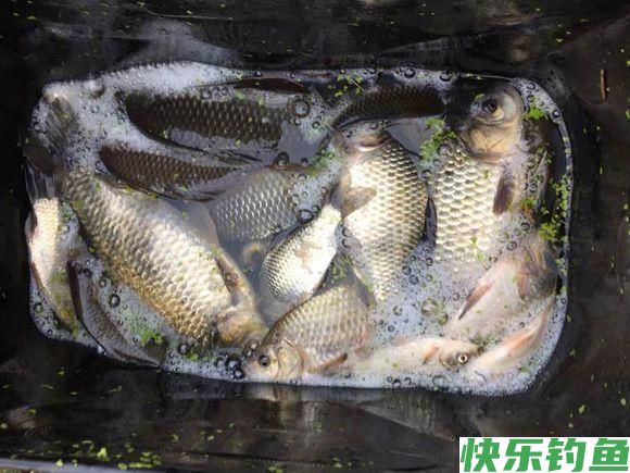 钓鲫鱼什么时间段好上鱼？选对了肯定“爆护”(图3)