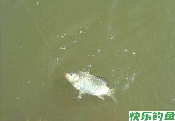 钓鲫鱼什么时间段好上鱼？选对了肯定“爆护”(图1)