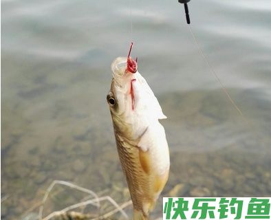 冬季钓鱼技巧，挂红虫调漂时，要注意漂尖破水(图1)