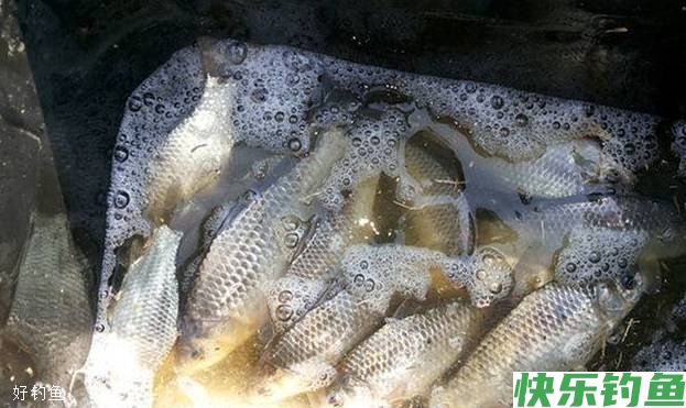 冬钓有十个好处你知道吗，看完以后都不想封竿了(图4)