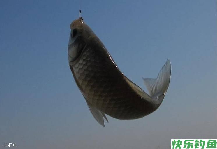 冬钓有十个好处你知道吗，看完以后都不想封竿了(图5)