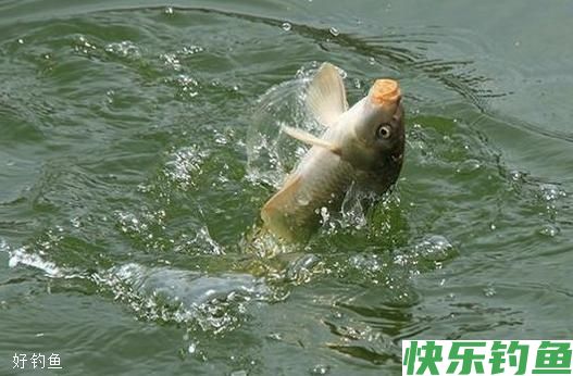 天气转凉之后鱼情大变！老钓友这4大黄金法则(图1)