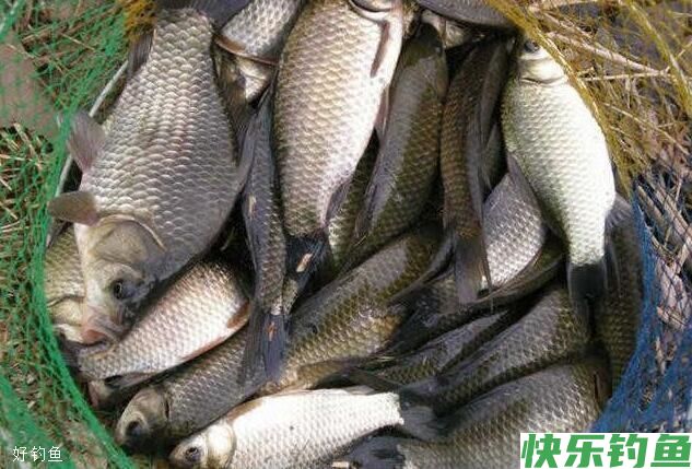 天气转凉之后鱼情大变！老钓友这4大黄金法则(图3)