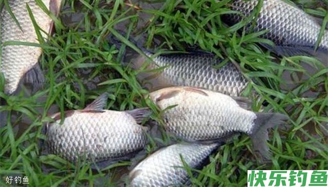 不同情况下野钓鲫鱼的子线长度(图3)