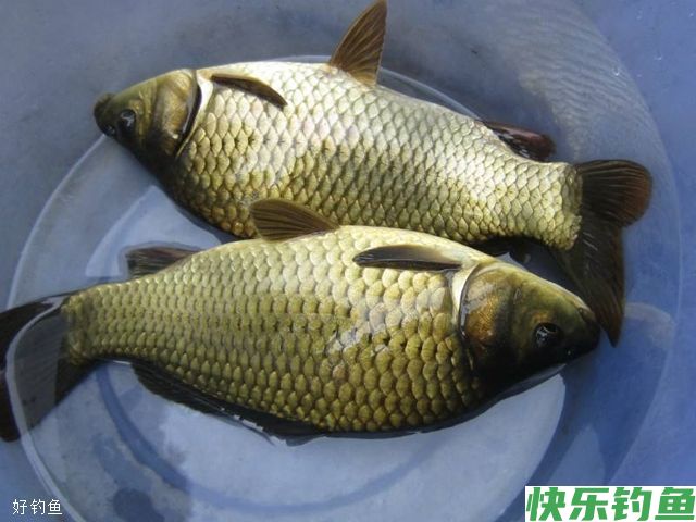 不同情况下野钓鲫鱼的子线长度(图2)