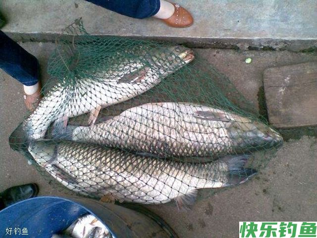 高手解答：秋季不同水域钓大鱼的四个技巧(图2)