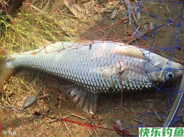 不同天气在清水垂钓大鱼的三大策略(图3)