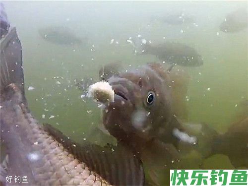 野钓、台钓定层打浮钓鲫鱼的技巧(图1)