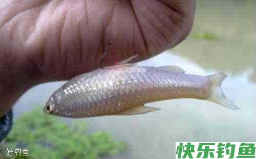 野钓鲫鱼遇到小鱼干扰的4种应对技巧(图1)