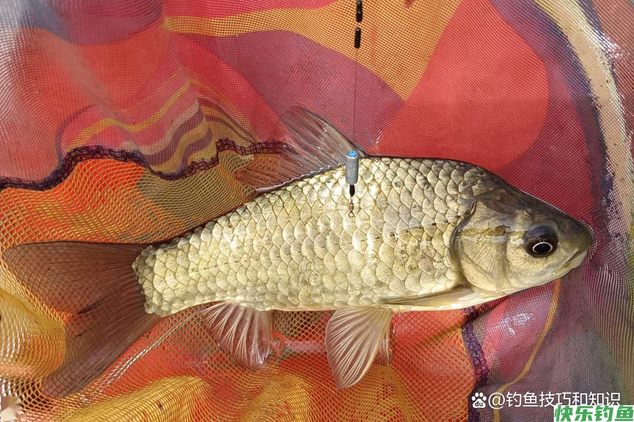 野钓鲫鱼时如何让鱼饥饿抢食？促进野生鲫鱼开口的4个方法(图3)