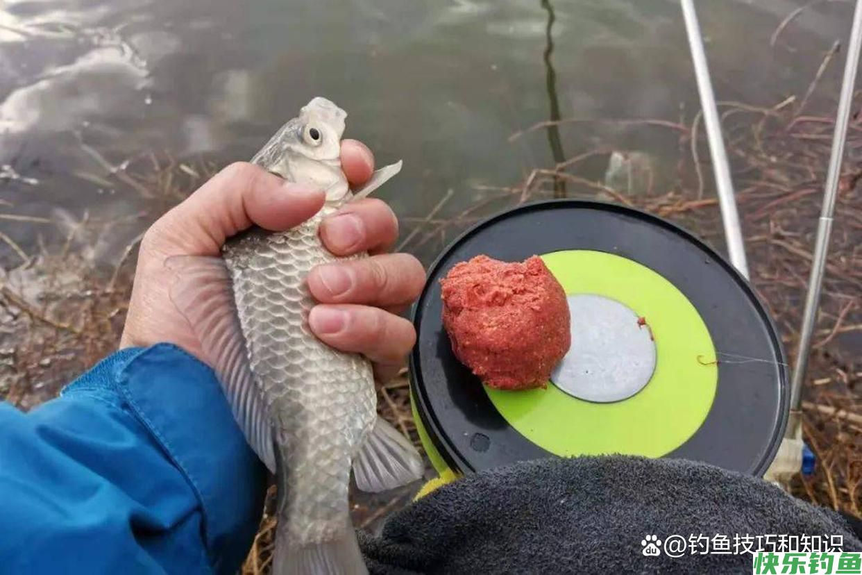 野钓鲫鱼时如何让鱼饥饿抢食？促进野生鲫鱼开口的4个方法(图4)