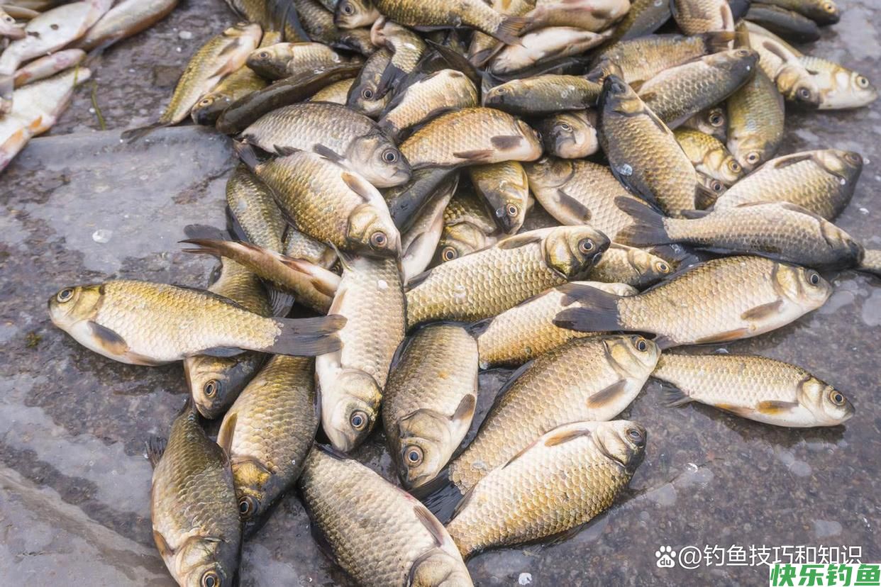 野钓鲫鱼时如何让鱼饥饿抢食？促进野生鲫鱼开口的4个方法(图5)